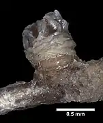 Chrysogorgia thyrsiformis