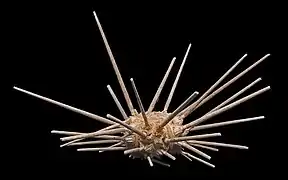 Oursin-lance (Cidaris cidaris)