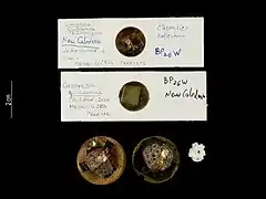 Cionophorus guillaumae