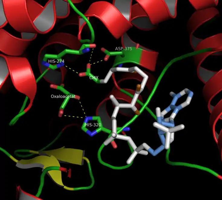 Site actif de la citrate synthase de coq bankiva, montrant les résidus impliqués dans le mécanisme réactionnel de l'enzyme (PDB&nbsp;1CSI).