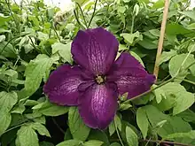 Clématite Jackmanii Purpurea ‘Zojapur’ PBR & PP