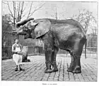 Éléphant et son gardien (jardin des Plantes).