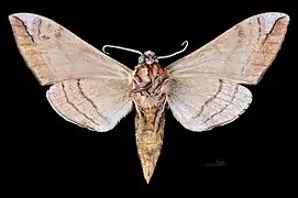 Revers du mâle(coll.MHNT)