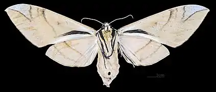 Clanis bilineata bilineata Revers de la femelle (coll.MHNT)