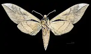 Clanis bilineata formosana Revers du mâle (coll.MHNT)