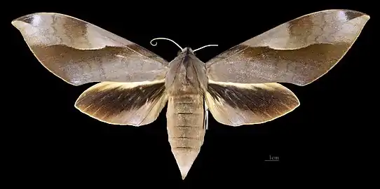 Avers du paratype de la femelle(coll.MHNT)