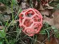 Clathrus ruber spécimen adulte