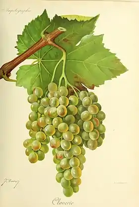 Claverie (cépage)