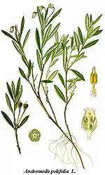 Dessin de la plante entière.