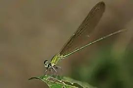 A proximité d'Angkor, Cambodge