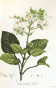 Clerodendrum viscosum, Jardin de la Malmaison, 1801.