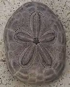 Clypeaster reticulatus