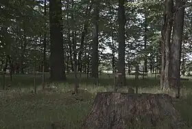 Studzieniec (Żyrardów)