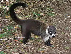 Coati à nez blanc (Nasua narica)