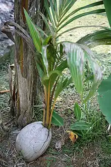 son huile est un des composants du monoï, avec la fleur de tiaré