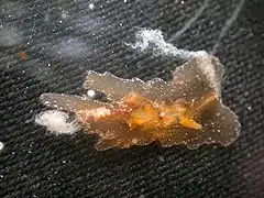 Coeloplana willeyi (Platyctenida)