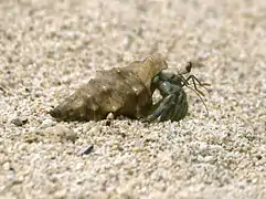 Bernard-l'ermite terrestre ou Cénobite stridulant (Coenobita rugosus), sur une plage.