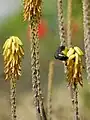 Coereba flaveola (Sucrier à ventre jaune) sur un aloès