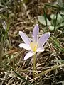 Colchicum alpinumdans un jardin de collection.