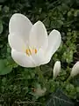 Colchicum speciosum 'Album'