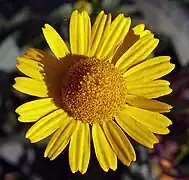 Coleostephus myconis