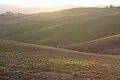 Colline della campagna di Montecarotto.