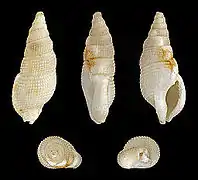 Colubraria tortuosa, un Colubrariidae