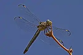 Libellula comanche