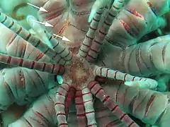 Centrodorsal de Comatula pectinata, montrant les cirrhes et les syzygyes.