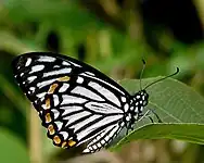 Papilio clytia f.dissimilis ailes repliées