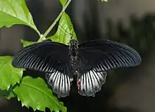 Papilio deiphobus mâle