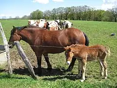 Bai (crinière et queue noires)