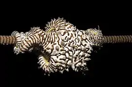 Conocladus australis