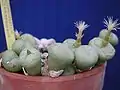 Conophytum namaquanum