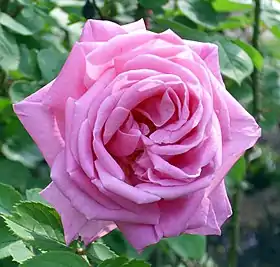 Image illustrative de l’article Conrad Ferdinand Meyer (rose)