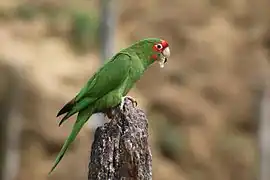 Conure mitrée
