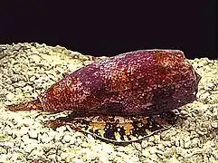 Conus geographus