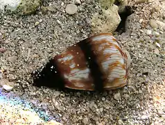 Cône soldat (Conus miles)