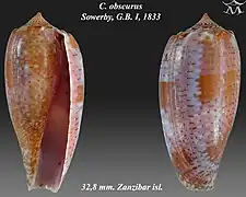 Conus obscurus
