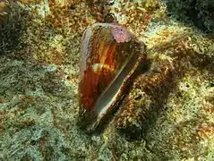 Un cône non identifié (conus sp.)