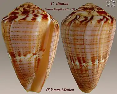 Conus vittatus Hwass in Bruguière, J.G., 1792.