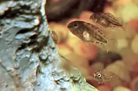 jeunes alevins aux abords de leur première débrouillardise