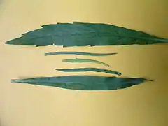 Feuilles inf. serretées, sup. entières, plus petites