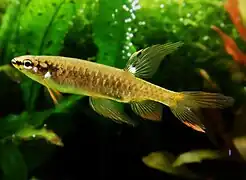 Copella arnoldi (Lebiasinidae)