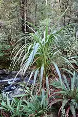 Photographie d'une plante de type liliacée dans un sous-bois humide.