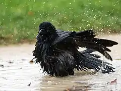 Bain dans une flaque.