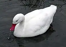 Le coscoroba blanc ou Coscoroba coscoroba est une espèce intermédiaire entre les cygnes et les oies. C'est un oiseau de grande taille (jusque 115&nbsp;cm) au plumage entièrement blanc. Le bec est rouge vif.