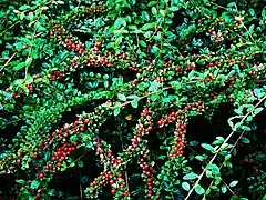 Cotoneaster horizontalis avec ses baies.
