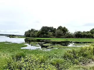 Rencontre des eaux du courant de Sainte-Eulalie et de l'étang d'Aureilhan