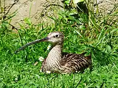 Vue d'une espèce d'oiseau, le courlis cendré.